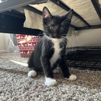 Chinook -  Domestic Short Hair Cat for Adoption in Shorewood, Illinois - Chinook | PetCurious