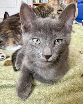 Ukulele -  Domestic Short Hair Cat for Adoption in San Francisco, California - Ukulele | PetCurious