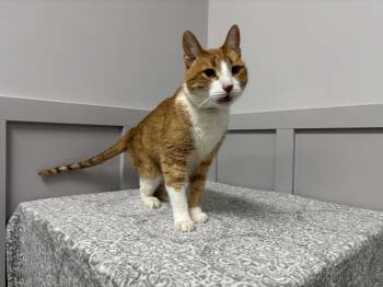 Rescue Domestic Short Hair Cats for Adoption in Frankfort, Indiana - Copurrnicus | PetCurious