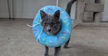 Laken -  Domestic Short Hair Cat for Adoption in Harpers Ferry, West Virginia - Laken | PetCurious