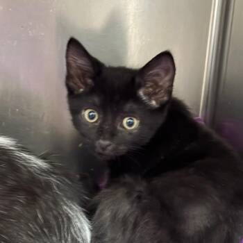 Nesquick -  Domestic Short Hair Cat for Adoption in Lakeland, Florida - Nesquick | PetCurious
