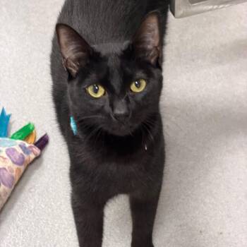 Domestic Short Hair Cats Available for Adoption in Hampton Bays, New York - Benji | PetCurious