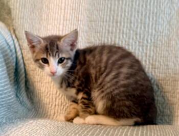 Chanel -  Domestic Short Hair Cat for Adoption in New York, New York - Chanel | PetCurious