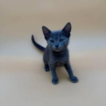 Brewer -  Domestic Short Hair and Siamese Cat for Adoption in Plainfield, Illinois - Brewer | PetCurious