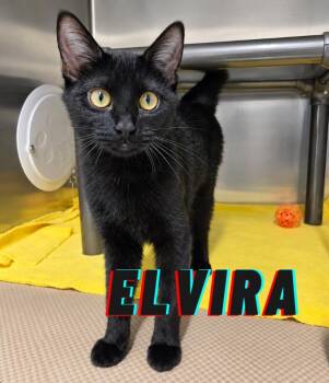 Elvira -  Domestic Short Hair Cat for Adoption in Nevada, Iowa - Elvira | PetCurious