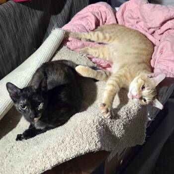 Rebel -  Domestic Short Hair Cat for Adoption in Liverpool, Texas - Rebel | PetCurious