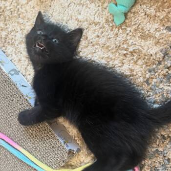 Rescue Domestic Medium Hair Cats for Adoption in Lewisville, Texas - Winston | PetCurious
