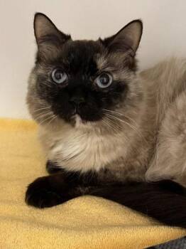 Siamese and Domestic Short Hair Cats Available for Adoption - Akira | PetCurious