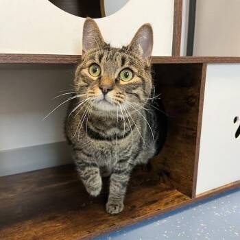 Domestic Short Hair Cats Available for Adoption - Oleander (Ollie) | PetCurious