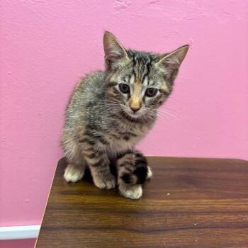 Andrea -  Domestic Short Hair Cat for Adoption in Webster, Texas - Andrea | PetCurious