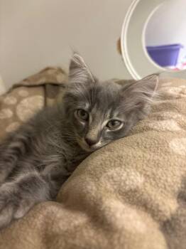 Louie (Hairetown) -  Domestic Medium Hair Cat for Adoption in Johnson City, Tennessee - Louie (Hairetown) | PetCurious