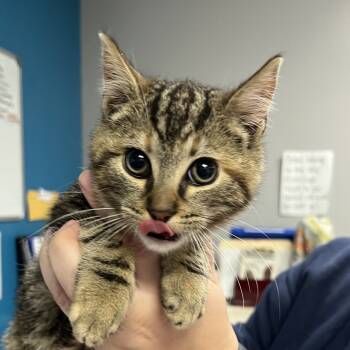 Rescue Domestic Short Hair Cats for Adoption in Vineland, New Jersey - Millicent | PetCurious