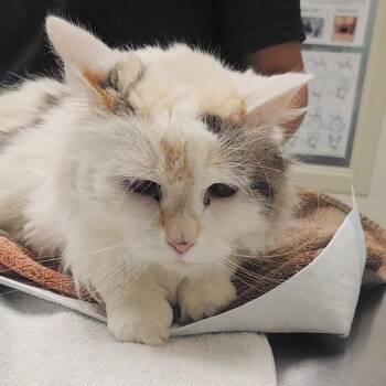 Cutie -  Domestic Medium Hair Cat for Adoption in Murray, Utah - Cutie | PetCurious