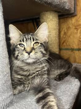 Conway -  Domestic Short Hair Cat for Adoption in Hammond, Louisiana - Conway | PetCurious