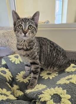 Steely -  Domestic Short Hair Cat for Adoption in Larned, Kansas - Steely | PetCurious