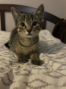 Philly Collins -  Domestic Short Hair Cat for Adoption in Wilmington, North Carolina - Philly Collins | PetCurious