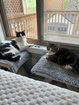 Domestic Short Hair Cats Available for Adoption in Brantford, Ontario - Tula & Sushi | PetCurious