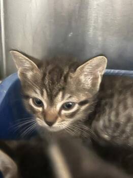Honey -  Domestic Short Hair Cat for Adoption in Farmers Branch, Texas - Honey | PetCurious