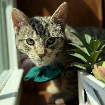 Bert Muppet -  Tabby and Domestic Short Hair Cat for Adoption in Friendswood, Texas - Bert Muppet | PetCurious