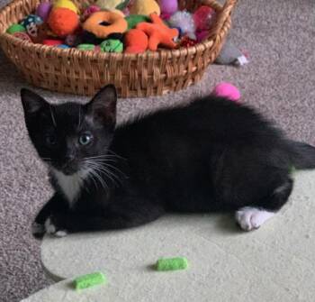 Saturday -  Tuxedo Cat Available for Adoption in Pasco, Washington - Saturday | PetCurious