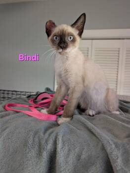 Bindi -  Siamese and Domestic Short Hair Cat for Adoption in Shrewsbury, Massachusetts - Bindi | PetCurious