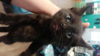 Domestic Short Hair Cats Available for Adoption in Wasilla, Alaska - Nyx | PetCurious