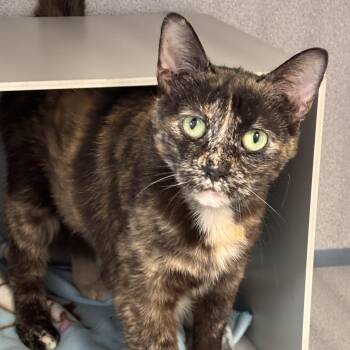 Jiggers -  Domestic Short Hair Cat for Adoption in Batavia, New York - Jiggers | PetCurious
