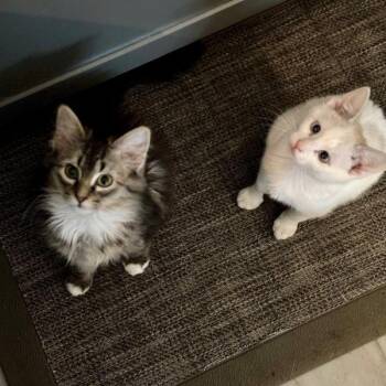 Domestic Long Hair Cats Available for Adoption - Yukon Cornelius -- Bonded Buddy With Peppermint | PetCurious