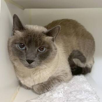 Sora -  Domestic Short Hair Cat for Adoption in Woodinville, Washington - Sora | PetCurious