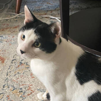 Rescue Domestic Short Hair and American Bobtail Cats for Adoption in Merrifield, Virginia - Oreo Kuwait (tri-pod) | PetCurious