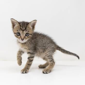 Hazel -  Tabby Cat for Adoption in Trophy Club, Texas - Hazel | PetCurious