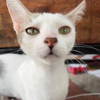 Music aka Mumu -  Tabby Cat for Adoption in Houston, Texas - Music Aka Mumu | PetCurious