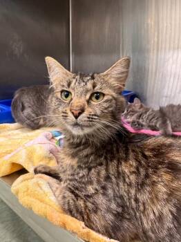 Domestic Short Hair Cats Available for Adoption - Jasmine | PetCurious