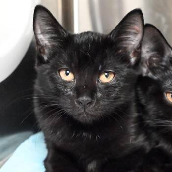 Storm -  Domestic Short Hair Cat for Adoption in West Palm Beach, Florida - Storm | PetCurious