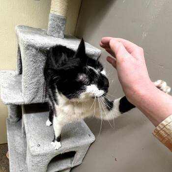 Domestic Short Hair Cats Available for Adoption - Zebra Cake | PetCurious