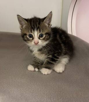 Domestic Short Hair Cats Available for Adoption in Liverpool, New York - Juniper | PetCurious