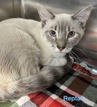 Reptor -  Siamese Cat for Adoption in Las Vegas, Nevada - Reptor | PetCurious