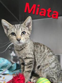 Miata -  Domestic Short Hair Cat for Adoption in Sullivan, Indiana - Miata | PetCurious