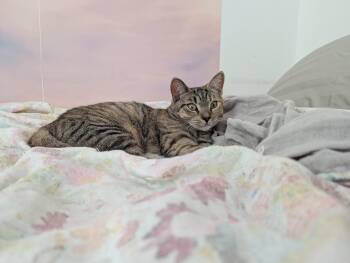 Rescue Domestic Short Hair Cats for Adoption in Jersey City, New Jersey - Abby | PetCurious