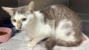 Morticia -  Domestic Short Hair Cat for Adoption in Sullivan, Indiana - Morticia | PetCurious