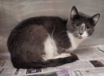 Rescue Domestic Short Hair Cats for Adoption in Hopkinsville, Kentucky - Dove | PetCurious