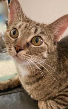 Orange Blossom -  Domestic Short Hair Cat for Adoption in Durham, Connecticut - Orange Blossom | PetCurious