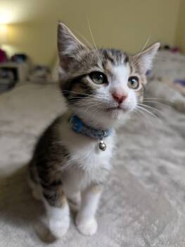 Dilly Bar -  Domestic Short Hair Cat for Adoption in Sterling, Virginia - Dilly Bar | PetCurious