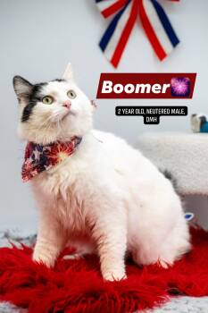 Boomer -  Domestic Short Hair Cat for Adoption in Sevierville, Tennessee - Boomer | PetCurious