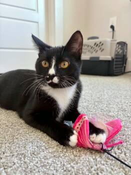 Sokka -  Domestic Short Hair Cat for Adoption in Raeford, North Carolina - Sokka | PetCurious