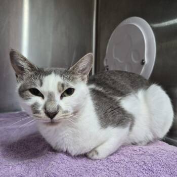 GW lady -  Domestic Short Hair Cat for Adoption in Natick, Massachusetts - GW Lady | PetCurious