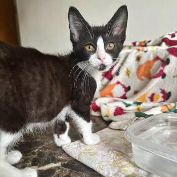Kayda -  Domestic Short Hair Cat for Adoption in Dearborn, Michigan - Kayda | PetCurious