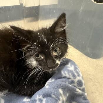 Captain -  Domestic Medium Hair Cat for Adoption in Evansville, Indiana - Captain | PetCurious