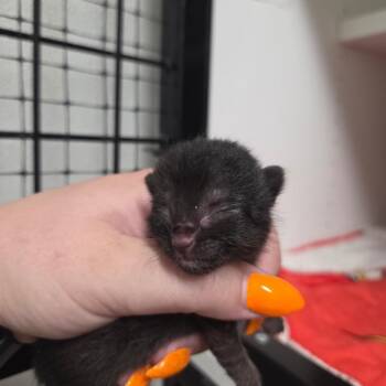 Dill -  Domestic Short Hair Cat for Adoption in North Battleford, Saskatchewan - Dill | PetCurious