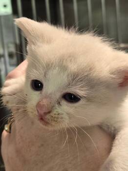 Domestic Short Hair Cats Available for Adoption in Cambridge, Maryland - Elsa | PetCurious